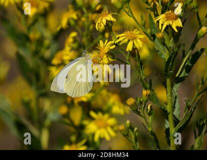 Macro fotografia di un paio di esemplari di grande bianco, chiamato anche farfalla di cavolo, bianco di cavolo (Pieris brassicae), farfalla del pugnaletto di Pieridae Foto Stock