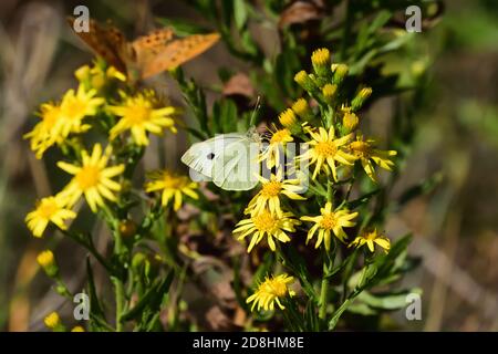 Macro fotografia di un paio di esemplari di grande bianco, chiamato anche farfalla di cavolo, bianco di cavolo (Pieris brassicae), farfalla del pugnaletto di Pieridae Foto Stock