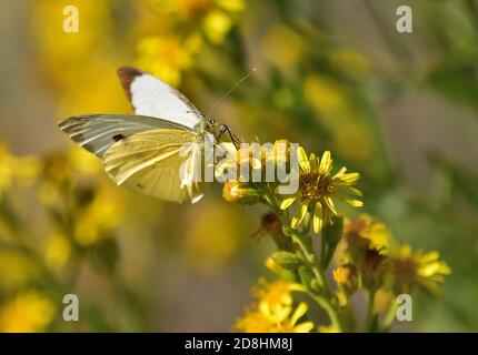 Macro fotografia di un paio di esemplari di grande bianco, chiamato anche farfalla di cavolo, bianco di cavolo (Pieris brassicae), farfalla del pugnaletto di Pieridae Foto Stock