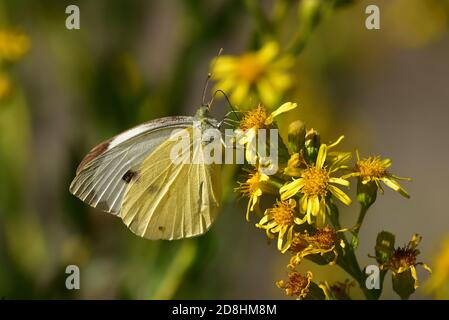 Macro fotografia di un paio di esemplari di grande bianco, chiamato anche farfalla di cavolo, bianco di cavolo (Pieris brassicae), farfalla del pugnaletto di Pieridae Foto Stock