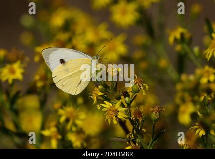 Macro fotografia di un paio di esemplari di grande bianco, chiamato anche farfalla di cavolo, bianco di cavolo (Pieris brassicae), farfalla del pugnaletto di Pieridae Foto Stock