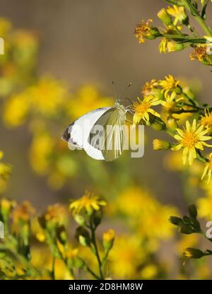 Macro fotografia di un paio di esemplari di grande bianco, chiamato anche farfalla di cavolo, bianco di cavolo (Pieris brassicae), farfalla del pugnaletto di Pieridae Foto Stock