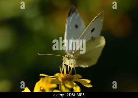 Macro fotografia di un paio di esemplari di grande bianco, chiamato anche farfalla di cavolo, bianco di cavolo (Pieris brassicae), farfalla del pugnaletto di Pieridae Foto Stock