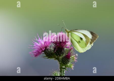 Macro fotografia di un paio di esemplari di grande bianco, chiamato anche farfalla di cavolo, bianco di cavolo (Pieris brassicae), farfalla del pugnaletto di Pieridae Foto Stock