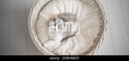 carino tortie bianco britannico shorthair gattino riposante nel letto dell'animale domestico guardare la fotocamera in alto in modo curioso Foto Stock