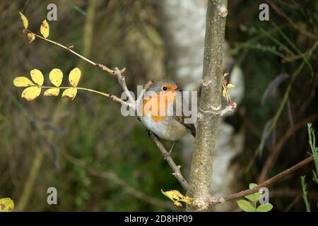Robin (Erithacus rubbecula) arroccato in un albero in autunno, Regno Unito Foto Stock