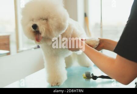 Bichon Frise in salone di cura. Pettinatura dei capelli del cane. Foto Stock