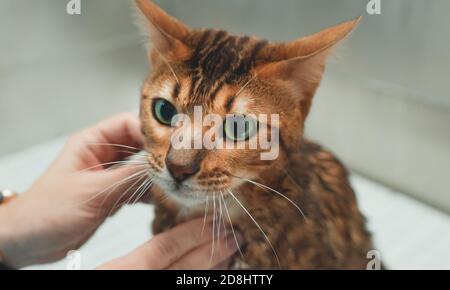 Donna che lava gatto in salone di cura. Bagno di gatto. Foto Stock