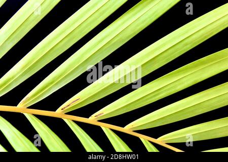 Primo piano di una foglia di palma Areca (Dypsis lutescens) Foto Stock