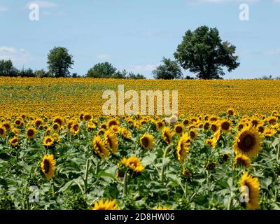 Bella girasoli vibrante nella Francia rurale Foto Stock