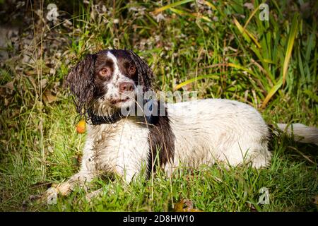 Inglese Springer Spaniel sdraiato in erba Foto Stock