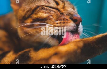 Closeup ritratto di carino gatto bengala leccando zampa. Foto Stock