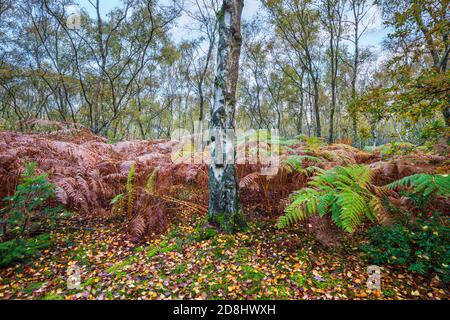 Alberi di betulla argentata e bracken in bosco in autunno, Bucklebury Common, West Berkshire, Inghilterra, Regno Unito, Europa Foto Stock