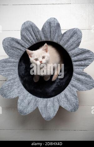 curioso gattino inglese shorthair seduto in fiore letto di animale domestico guardando verso l'alto la fotocamera Foto Stock