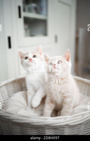due giocosi cuccioli inglesi shorthait affiancati su Foto Stock