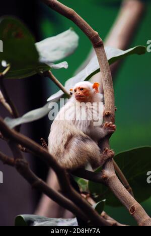 Marmoset pigmeo argentato (Mico argentatus). Nuovo genere di scimmia del mondo nativo delle foreste pluviali del bacino orientale dell'Amazzonia. Alimentatore di gomme o gommivore sudamericano Foto Stock