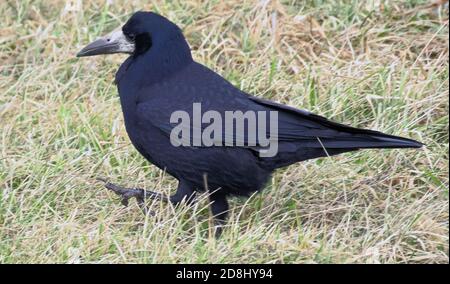 Rook sul campo (Corvus frugilegus) Rook Bird Foto Stock