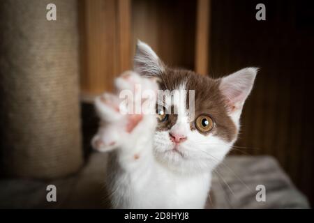 giocoso cinnamino bianco in inglese shorthait gattino cercando di raggiungere la fotocamera con zampa di sollevamento Foto Stock