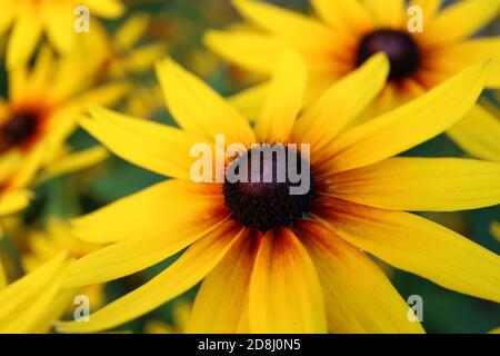 Coneflower rudbeckia, coneflower rudbeckia bicolor è un genio vegetale della famiglia dei girasoli, coneflower con petali di colore giallo e rosso, coneflower Foto Stock