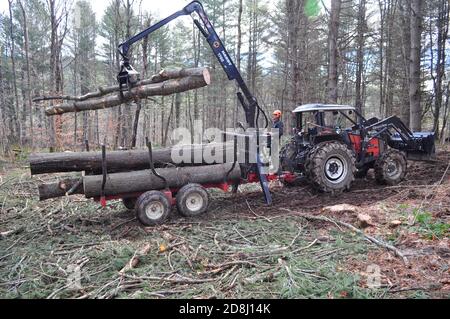 Logger meccanizzato su piccola scala utilizza uno spedizioniere per spostare i tronchi raccolti a Montpelier, Vermont centrale, Stati Uniti. Foto Stock