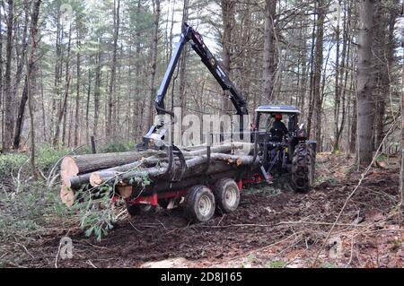 Logger meccanizzato su piccola scala utilizza uno spedizioniere per spostare i tronchi raccolti a Montpelier, Vermont centrale, Stati Uniti. Foto Stock