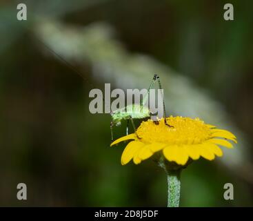 cricket verde poggiato su un fiore giallo Foto Stock