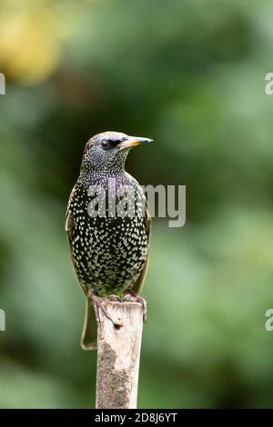 Singolo comune Starling Sturnus vulgaris guardando a sinistra e. perching in posizione verticale su un palo da giardino su un autunnale bagnato giorno in un giardino domestico Foto Stock