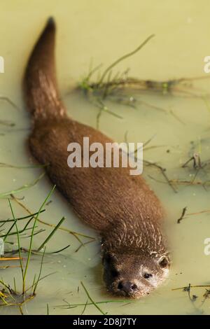 Captive European Otter (Lutra lutra) che nuotano in laghetto. British Wildlife Centre. Surrey 08.09.2012. Foto Stock