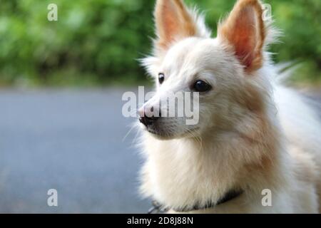 carino cane samoiato bianco peloso in bel fondo Foto Stock