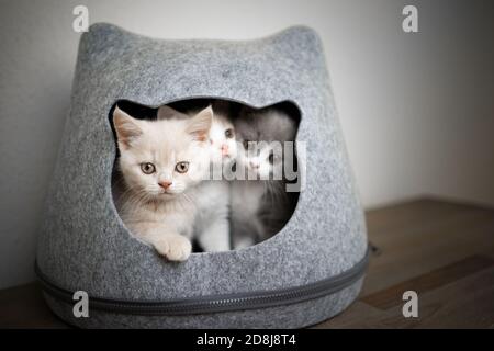 tre cuccioli inglesi shorthair di colore diverso all'interno dell'animale domestico grotta Foto Stock