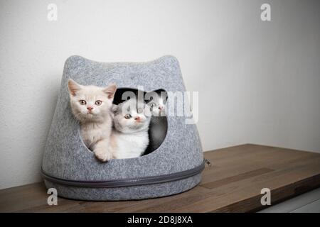 tre diversi colorati curiosi gattini inglesi shorthair all'interno del gatto caverna a forma di testa per animali domestici Foto Stock