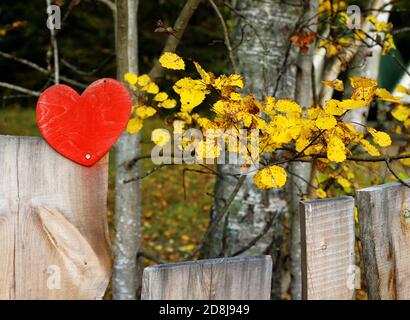 Rosso, decorazione del cuore di legno, giallo, foglie d'autunno sullo sfondo. Primo piano. Foto Stock