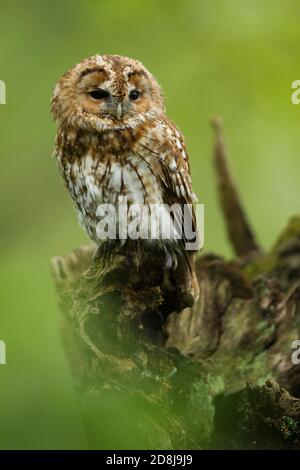 Captive Tawny Owl (Strix aluco) seduto sul ramo. British Wildlife Centre Surrey.22.04.2014. Foto Stock
