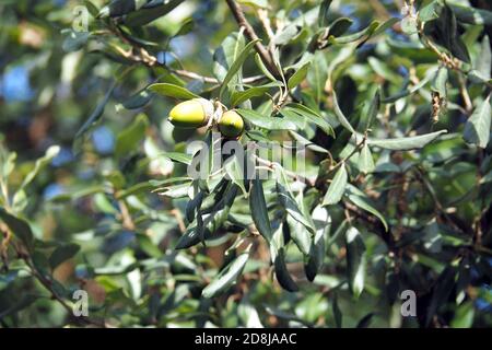 Quercia sempreverde, quercia o lecci, Steineiche, Quercus ilex, magyaltölgy Foto Stock