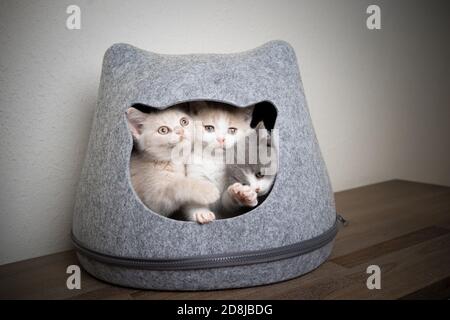 tre diversi gattini inglesi di colore corto all'interno della forma di gatto grotta di animali domestici Foto Stock