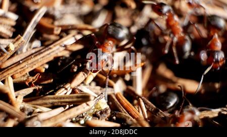 Macro immagine di formiche forestali che strisciano sulla loro collina formica Nella Foresta Nera in Germania Foto Stock