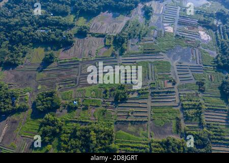 Basi di verdure galleggianti a Najirpur in Pirojpur, Bangladesh. Letto di verdure galleggianti crescono in zone acquatiche e soggette alla salinità lungo la costa sono Foto Stock