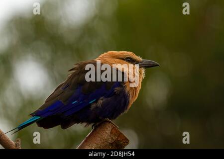 Primo piano immagine di un uccello isolato di un rullo blu (Coracias cyanogaster) su un bastone di legno. Ha colori vivaci e belle piume. Sono Foto Stock