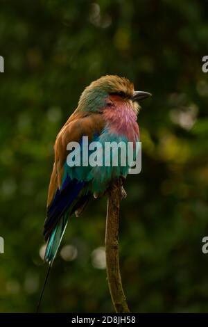 Primo piano immagine di un uccello isolato europeo (Coracias garrulus) su un bastone di legno. Ha colori vivaci e belle piume. Sono noti Foto Stock