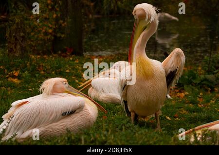 Primo piano immagine che mostra un gregge di grandi pellicani bianchi Pelecanus onocrotalo sull'erba. La maggior parte sono mententi, uno è in piedi. Piume rosa neve sono Foto Stock