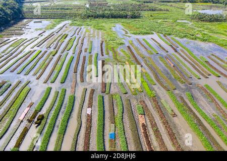 Basi di verdure galleggianti a Najirpur in Pirojpur, Bangladesh. Letto di verdure galleggianti crescono in zone acquatiche e soggette alla salinità lungo la costa sono Foto Stock