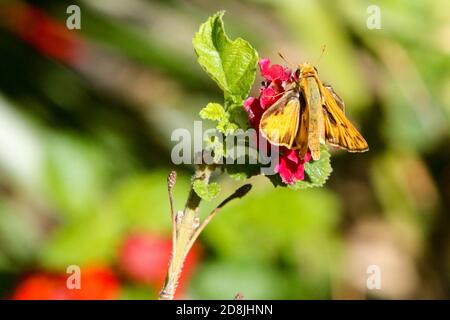 Fiery Skipper Butterfly nello stabilimento di Lantana, Arizona Foto Stock