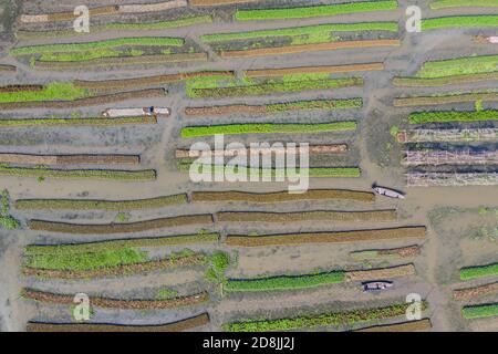 Basi di verdure galleggianti a Najirpur in Pirojpur, Bangladesh. Letto di verdure galleggianti crescono in zone acquatiche e soggette alla salinità lungo la costa sono Foto Stock