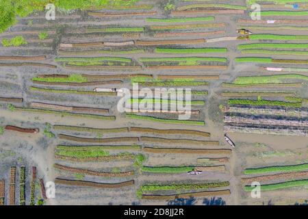 Basi di verdure galleggianti a Najirpur in Pirojpur, Bangladesh. Letto di verdure galleggianti crescono in zone acquatiche e soggette alla salinità lungo la costa sono Foto Stock