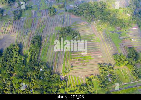 Basi di verdure galleggianti a Najirpur in Pirojpur, Bangladesh. Letto di verdure galleggianti crescono in zone acquatiche e soggette alla salinità lungo la costa sono Foto Stock