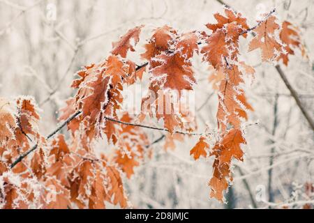 Foglie secche gialle ricoperte di gelo. I rami di albero coperti di brina. Sono in arrivo le vacanze invernali. Giorni in novembre e dicembre. Foto Stock