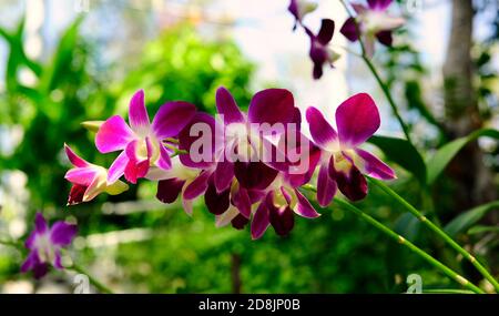 Belle orchidee viola in retroilluminazione, Chatuchak parco, Bangkok, Thailandia Foto Stock