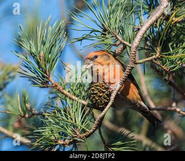 Crossbill comune (Loxia curvirostra) che si nuota su coni di pino di un pino scozzese. Foto Stock