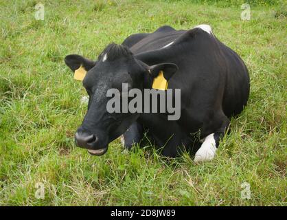 Fresian Cow riposante in lussureggiante paddock Foto Stock