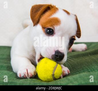 Cane Jack Russel terrier giocare con palla da tennis. Foto Stock